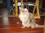 Maine Coon Dk Kousgård's *LYKKE* - Hva er mon det..?