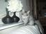 Maine Coon Silver Calypso