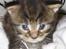 Maine Coon Monster (Mons) - næsten 3 uger ca. 350 g