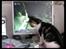 Huskat Moby - Jeg spiller gerne WOW