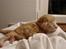 Maine Coon Blessed from above