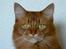 Somali Dushara Simba Sam
