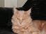 Maine Coon bastian - hmm er det mig du snakker til