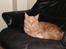 Maine Coon bastian - min ynglings stol