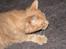 Maine Coon bastian