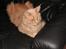 Maine Coon bastian