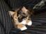 Maine Coon Jessie * R.I.P * † - mmh smukke mig 
