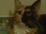Maine Coon Jessie * R.I.P * † - Ligger og holder øje vagt på badeværelset mens mor er i bad