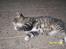 Huskat Pylle.. R.I.P.