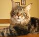 Maine Coon Tiger