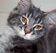 Maine Coon Jasmin