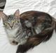 Maine Coon Silje