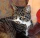 Huskat Jerry *RIP* <3 