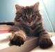 Maine Coon Cosmo