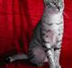 Egyptian Mau Ailuros