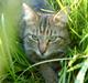 Huskat Maxi Junior R. I. P.