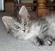Maine Coon Nala.