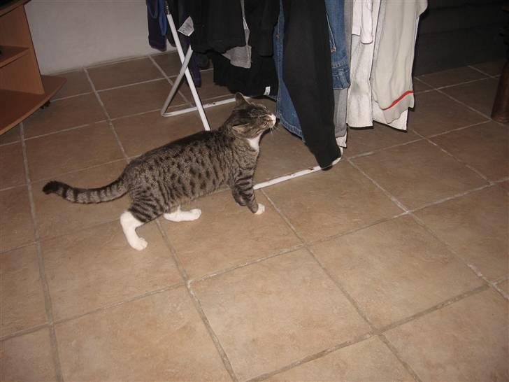 Blanding af racer Karsten billede 2