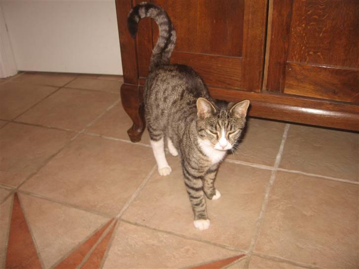 Blanding af racer Karsten billede 3