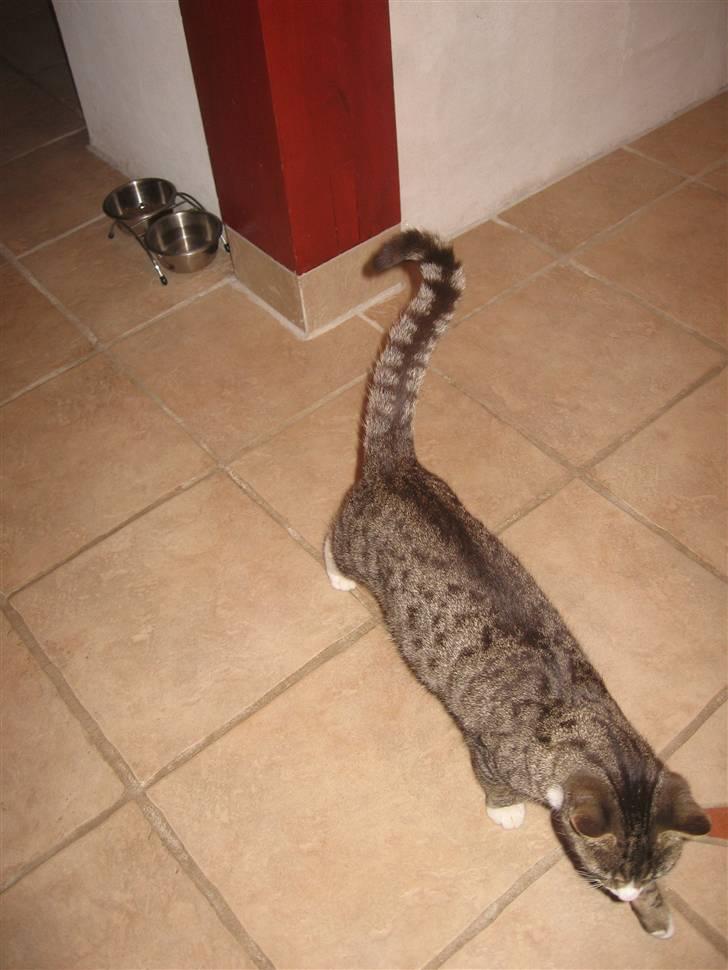 Blanding af racer Karsten billede 4