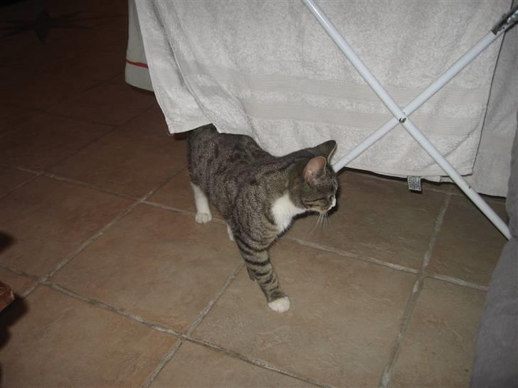 Blanding af racer Karsten billede 5