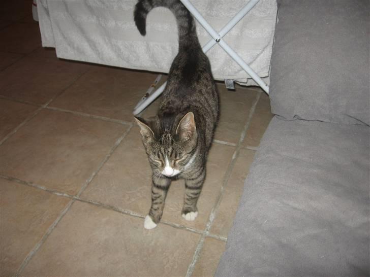 Blanding af racer Karsten billede 6