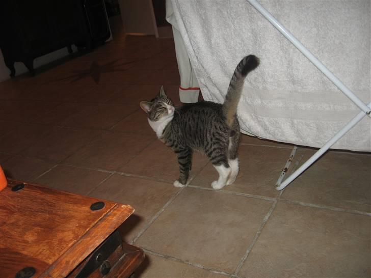 Blanding af racer Karsten billede 7