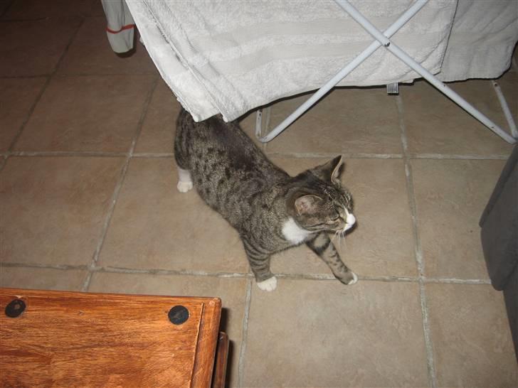 Blanding af racer Karsten billede 8