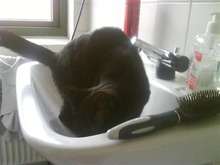 Huskat Calypso  - Taget med mobilen... billede 17