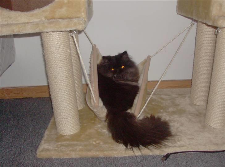 Perser Brumle billede 6