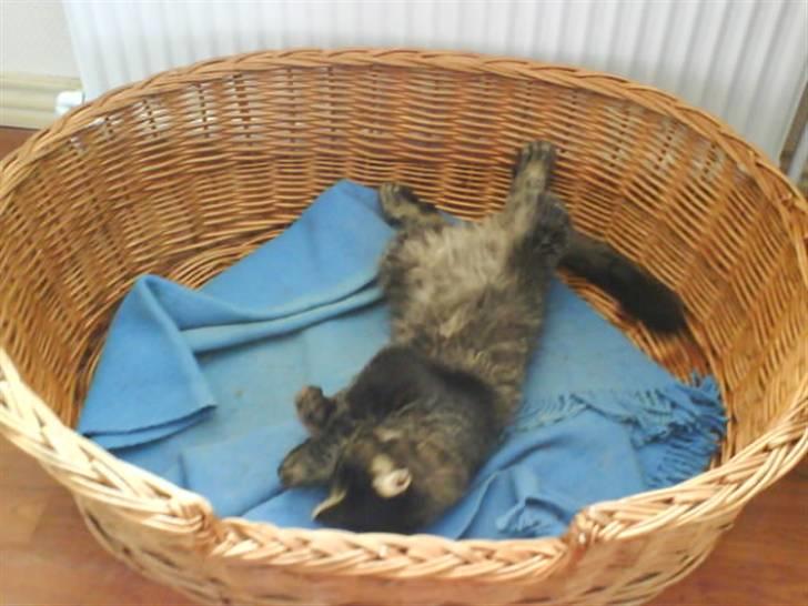 Norsk Skovkat Palle - Her ligger jeg godt.. billede 7