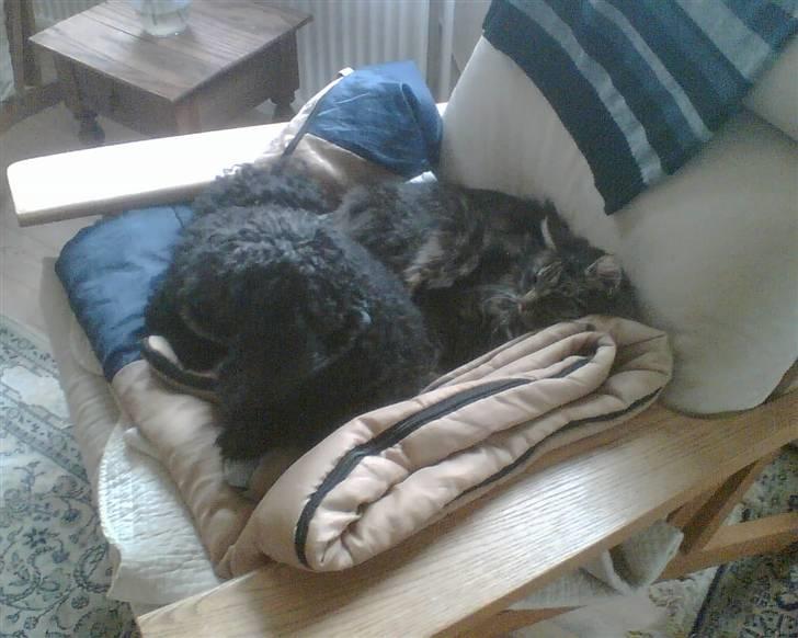 Norsk Skovkat Palle - Palle og min hund Micki. billede 8