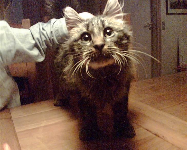 Norsk Skovkat Palle - (Palle) billede 9