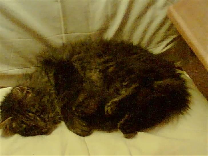 Norsk Skovkat Palle - (Palle) billede 10