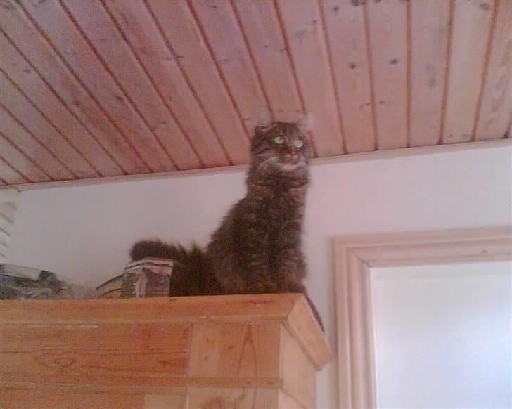 Norsk Skovkat Palle - (Palle) billede 11