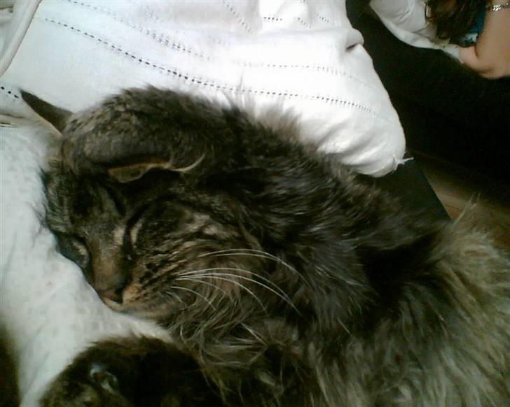 Norsk Skovkat Palle - (Palle) billede 12