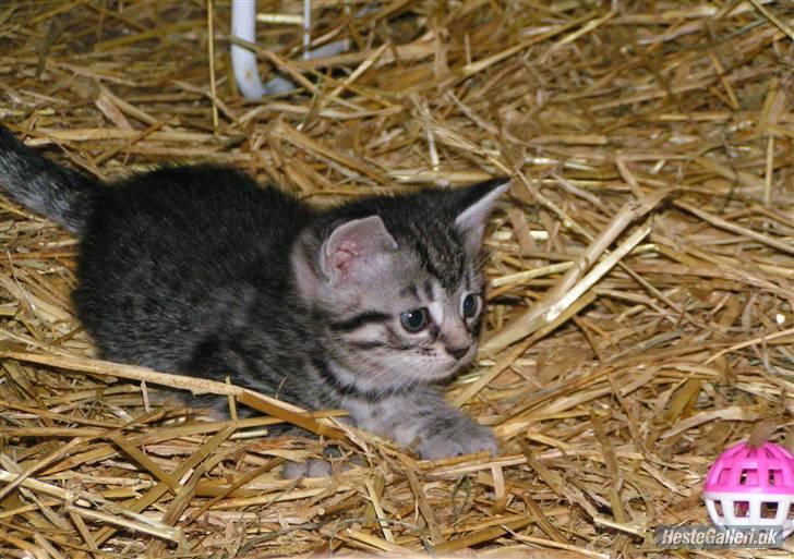 Blanding af racer Silke - 6 uger gammel billede 1