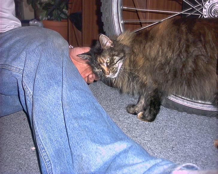 Maine Coon molly r.i.p 2001*   + billede 11