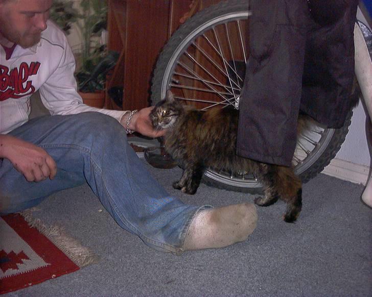 Maine Coon molly r.i.p 2001*   + billede 12