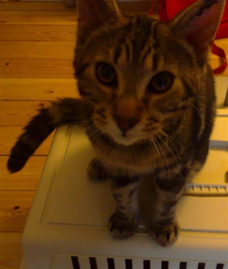 Blanding af racer Loke billede 6