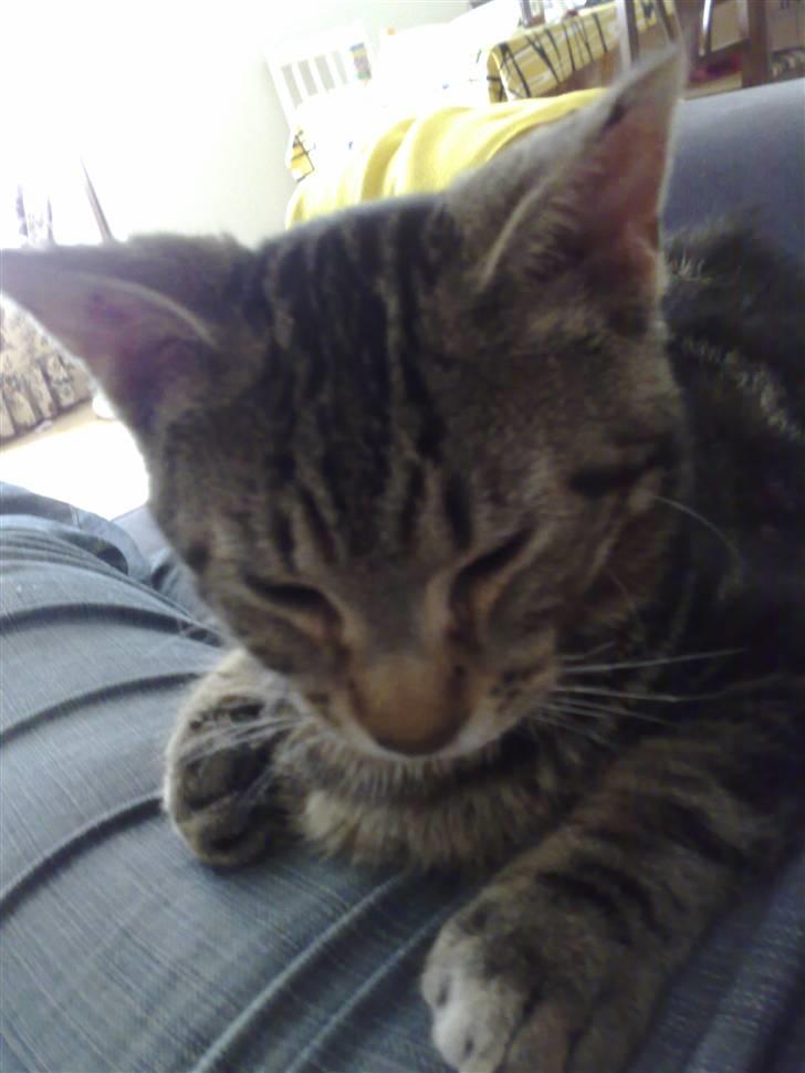 Blanding af racer Loke billede 7