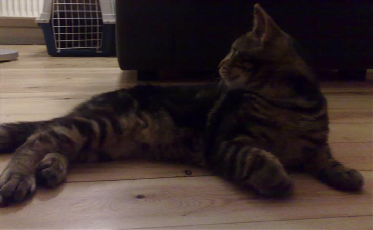 Blanding af racer Loke billede 8