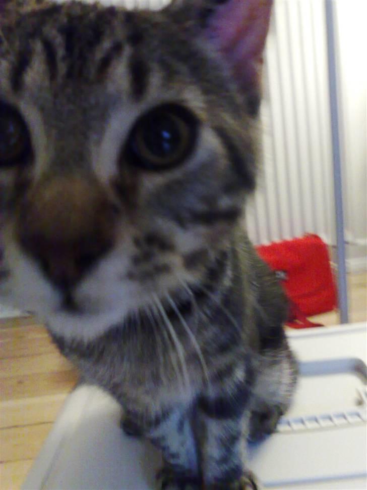 Blanding af racer Loke - Han er bare så nysgerrig når der skal tages billeder... billede 9