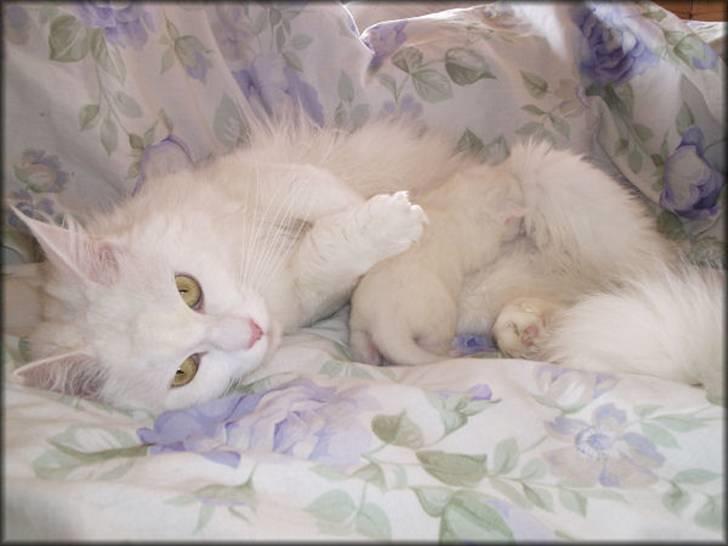 Maine Coon SnowAngel Our White Angel billede 14