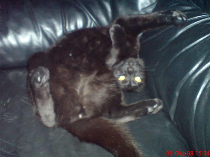 Huskat Calypso  - Taget med mobilen... :) billede 18