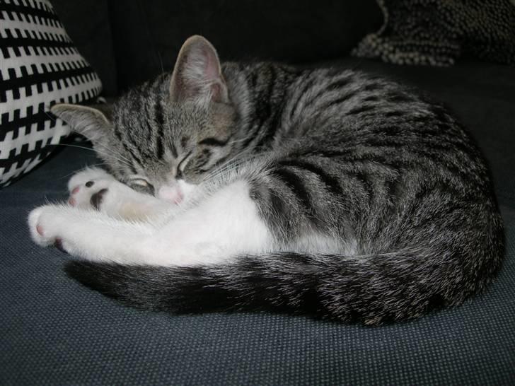 Huskat Picasso billede 1