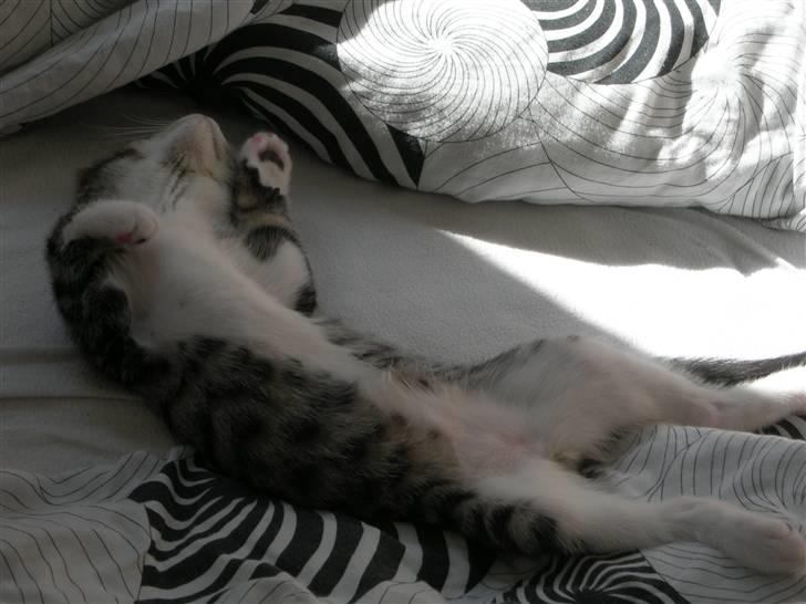 Huskat Picasso billede 2