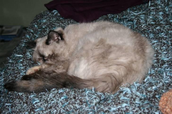 Exotic Lotus - Aaah afslapning billede 1