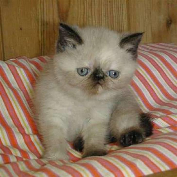 Exotic Lotus - Eneste babybillede jeg har af trunten billede 2