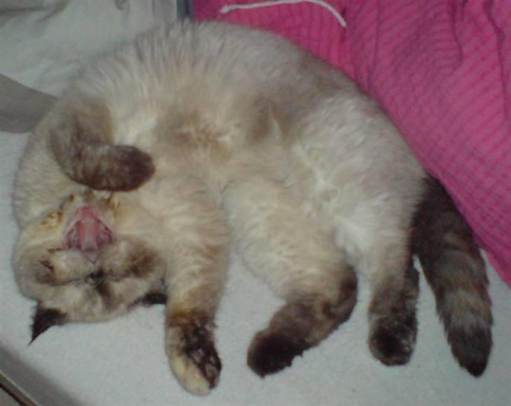 Exotic Lotus - Smiiil billede 3